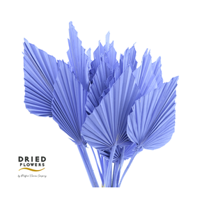 Dried Palm Spear Small Milka