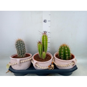 Cactus   ...