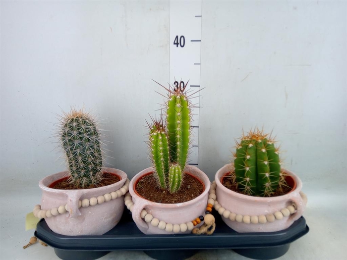 <h4>Cactus   ...</h4>