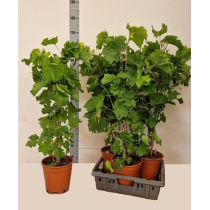 VITIS VINIFERA