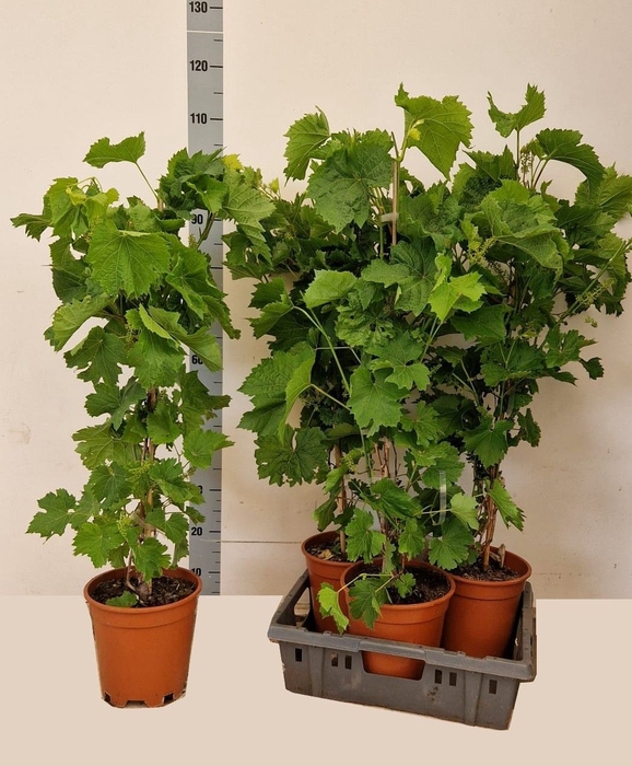 <h4>VITIS VINIFERA</h4>