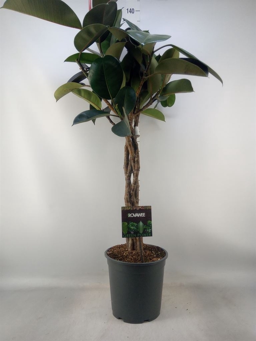 <h4>Ficus elastica 'Burgundy'</h4>