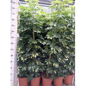 Schefflera arbor. 'Gold Capella'