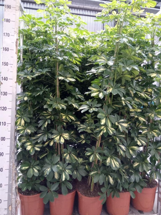 <h4>Schefflera arbor. 'Gold Capella'</h4>