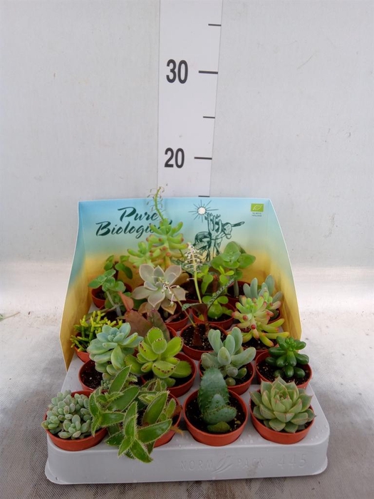 <h4>Succulents   ...</h4>