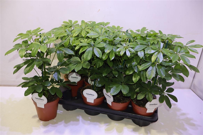 <h4>arr8 Schef Ar Nora</h4>