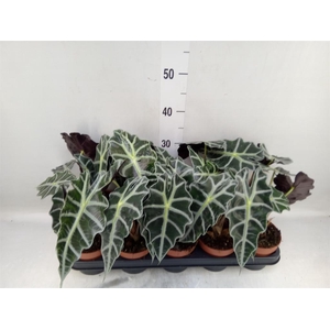 Alocasia amazonica 'Polly'