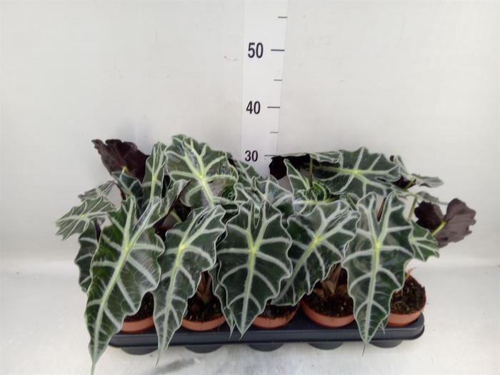 <h4>Alocasia amazonica 'Polly'</h4>