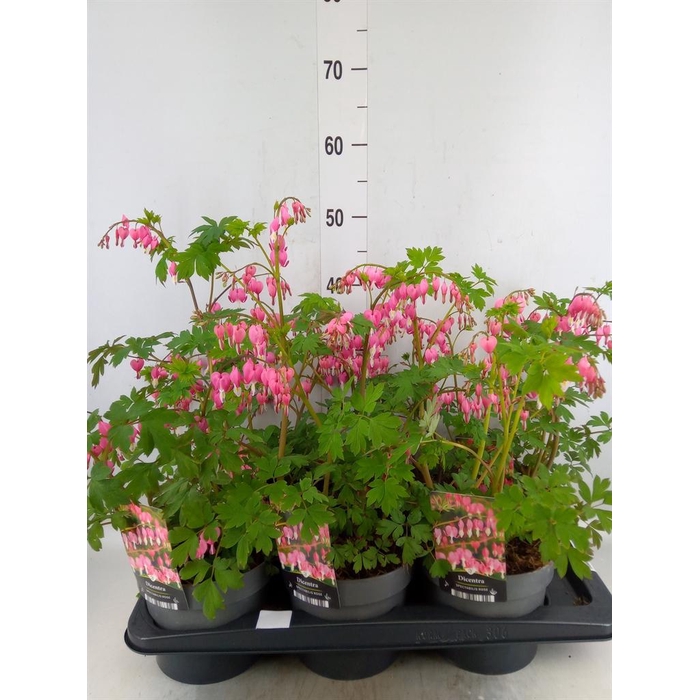 <h4>Dicentra spectabilis</h4>