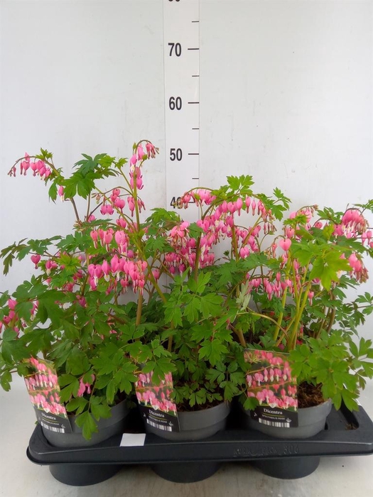 <h4>Dicentra spectabilis</h4>
