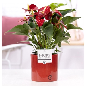 Anthurium red (Micra) in P&PURE Essential cer. warm red