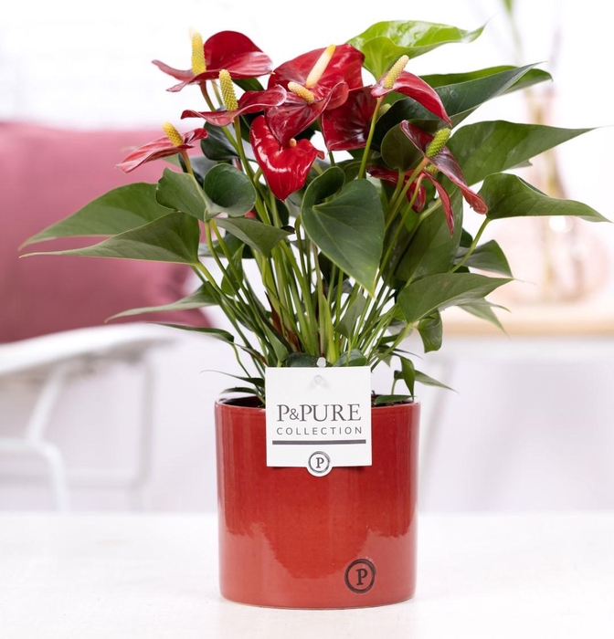 <h4>Anthurium red (Micra) in P&PURE Essential cer. warm red</h4>