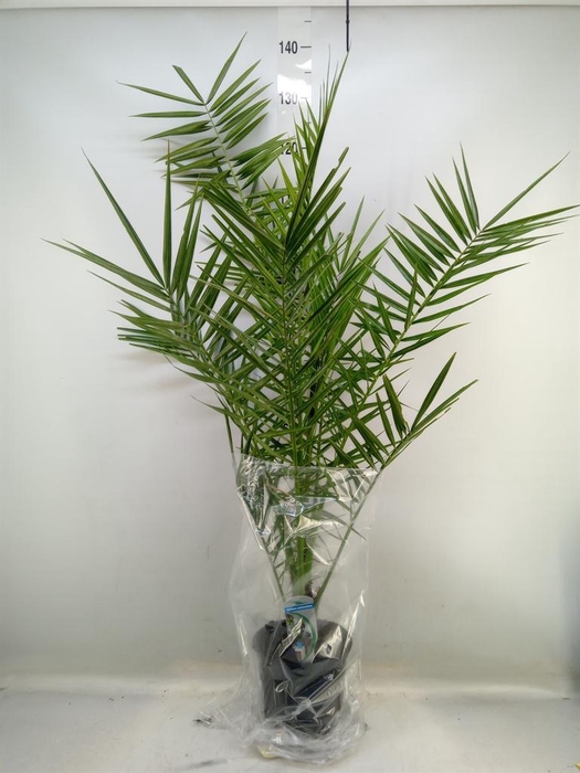 <h4>Phoenix canariensis</h4>