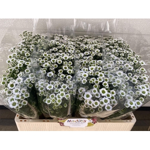 Chr San Madiba Lindi White