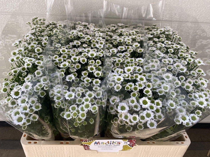 <h4>Chr San Madiba Lindi White</h4>