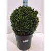 Buxu Sempervirens