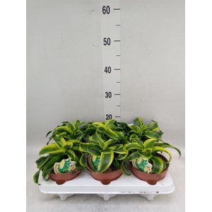 Dracaena frag. 'Tornado'