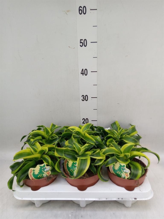 <h4>Dracaena frag. 'Tornado'</h4>