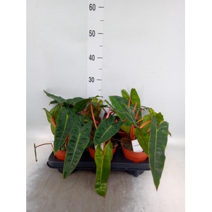 Philodendron   ...