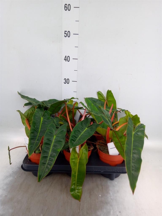 <h4>Philodendron ...</h4>