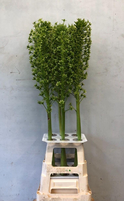 <h4>Eucomis pole-evansii Goliath</h4>