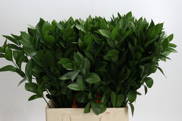 <h4>Ruscus Hypophyllum</h4>