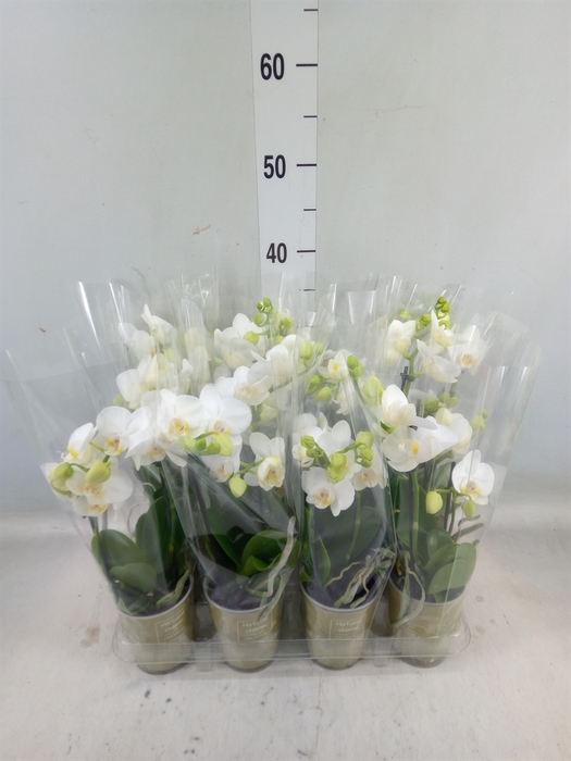 <h4>Phalaenopsis   ...white</h4>