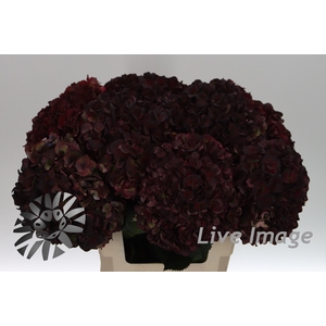 Hydrangea mag pink ruby classic
