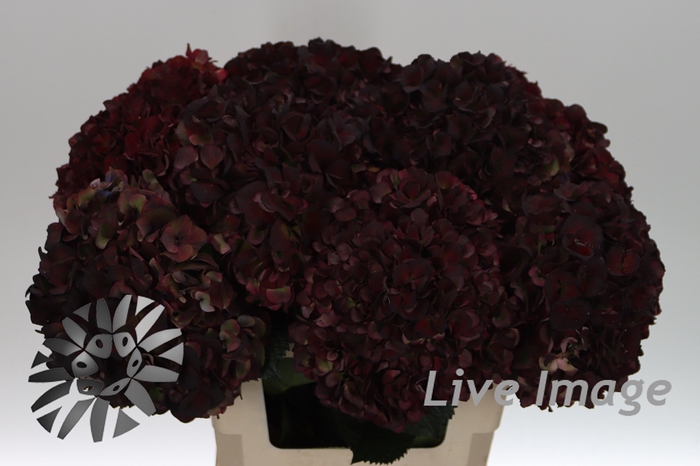 <h4>Hydrangea mag pink ruby classic</h4>