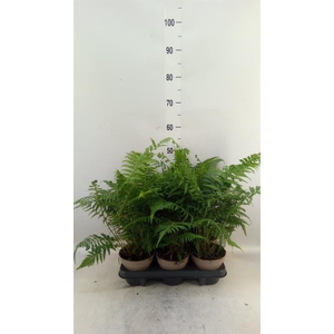 Dicksonia antarctica