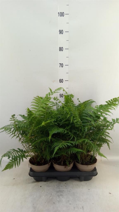 <h4>Dicksonia antarctica</h4>