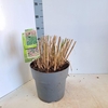 Miscanthus sinensis Malepartus