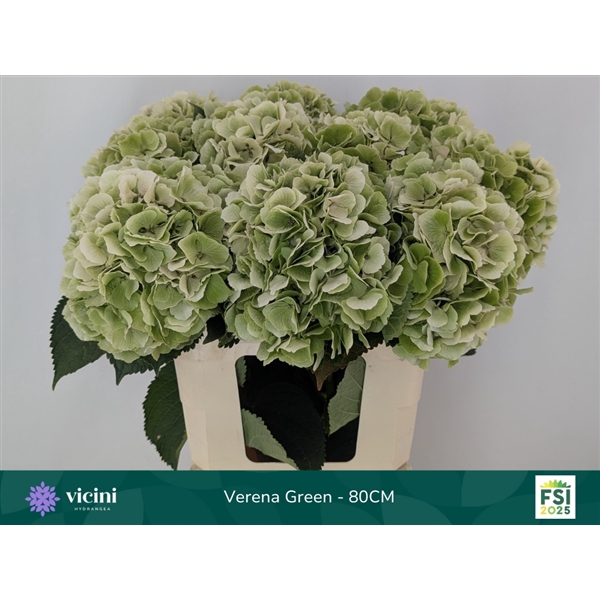 <h4>Hydr Verena Classic Green 80 cm Vicini</h4>
