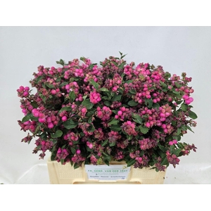 SYMPHORICARPOS PB 'MAG RUBY FALL'