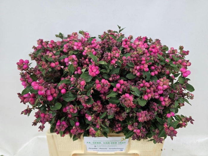 <h4>SYMPHORICARPOS PB 'MAG RUBY FALL'</h4>