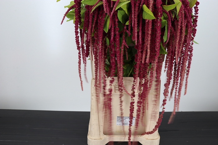 <h4>Amaranthus Hang Rood</h4>