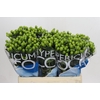 Hypericum Coco Bamboo