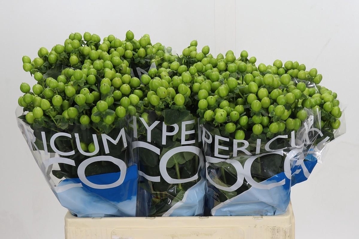 Hypericum Coco Bamboo