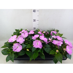 Impatiens NG 'Tamarinda Violet'