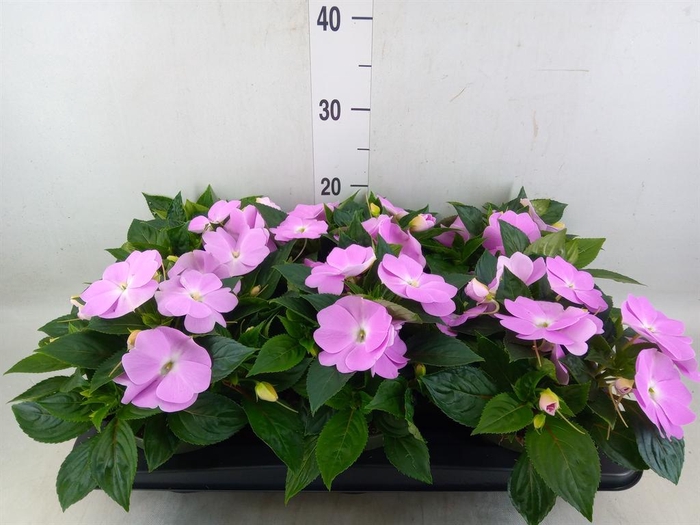 <h4>Impatiens NG 'Tamarinda Violet'</h4>