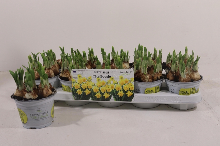 <h4>NARC D TETE BOUCLE</h4>