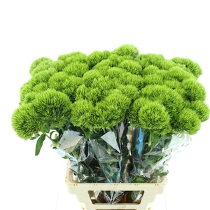 DI BARB KIWI MELLOW SUPER*