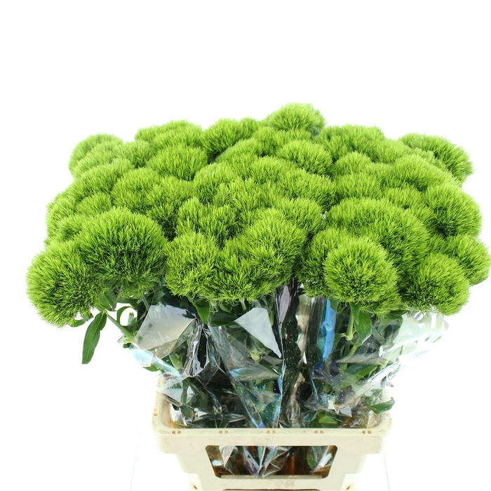 <h4>DI BARB KIWI MELLOW SUPER*</h4>