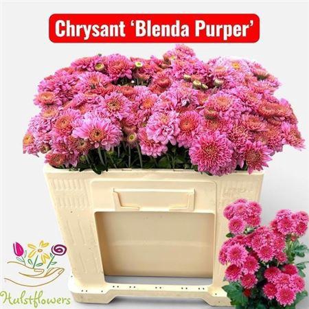 <h4>Chr T Blenda Purper</h4>