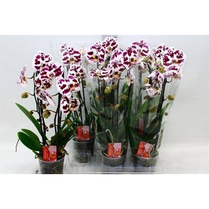 PHAL CASCADE SPOTTED 2 TAK