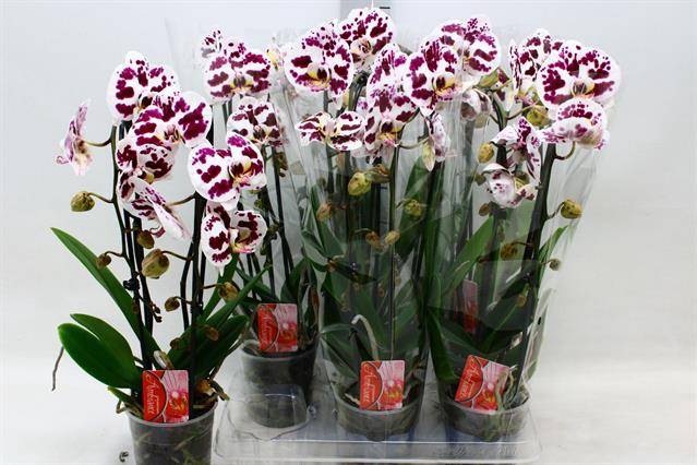 <h4>PHAL CASCADE SPOTTED 2 TAK</h4>