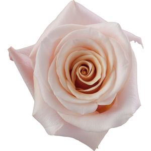 R Gr Mother Of Pearl Light Pink 50cm EC