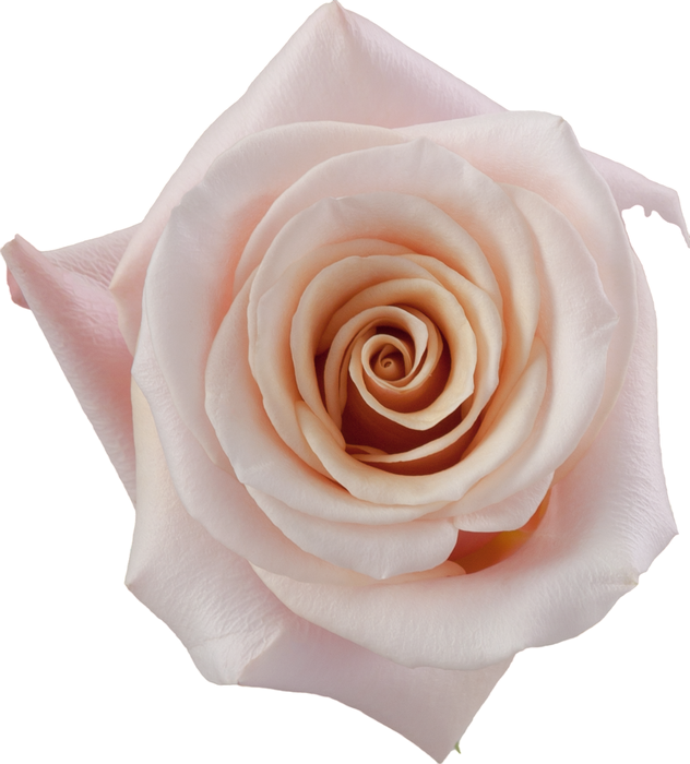 <h4>R Gr Mother Of Pearl Light Pink 50cm EC</h4>