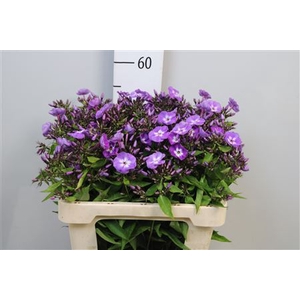 Phlox P Laura