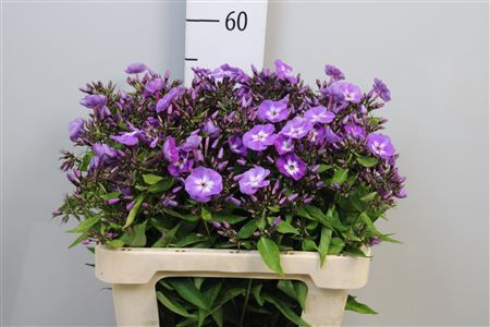 <h4>Phlox P Laura</h4>